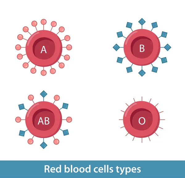 Tipi Globuli Rossi Molecola Comune Del Recettore Proteico Aggiunta Carboidrati — Vettoriale Stock