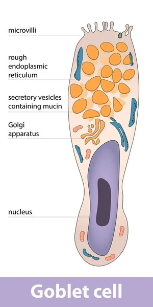粘膜分泌型ゴブレット細胞構造の詳細なスキーム — ストックベクタ