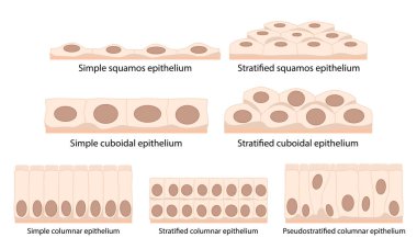Epitel doku hücreleri: squamous (düz ve ince), cuboidal (uzun olduğu kadar geniş), columnar (dikdörtgen, geniş olduğundan daha uzun), sahte.