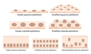 Cells of epithelial tissue: squamous (flattened and thin), cuboidal (boxy, as wide as it is tall), columnar (rectangular, taller than it is wide), pseudostratified. clipart