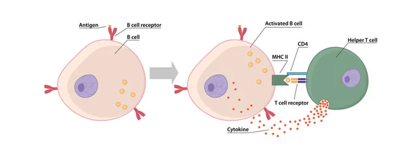 T細胞依存性抗原への応答を誘導するT細胞とB細胞の結合は B細胞とT細胞が互いに接近しなければならない B細胞は抗原とT細胞サイトカインから2つのシグナルを受けなければならない — ストックベクタ