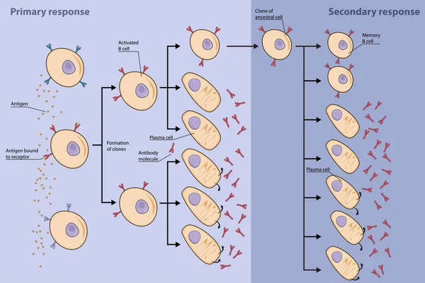 B細胞のクローン選択 抗体分泌型プラズマ細胞とメモリーB細胞の産生による一次B細胞免疫応答 より多くのプラズマとメモリB細胞の産生との二次応答 — ストックベクタ