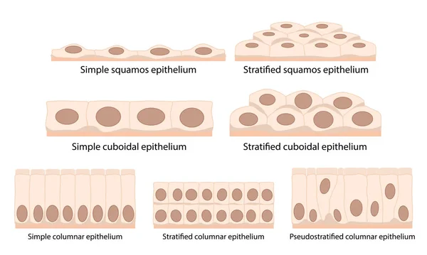 Células Tejido Epitelial Escamosas Aplanadas Delgadas Cuboidales Boxeadas Tan Anchas — Archivo Imágenes Vectoriales