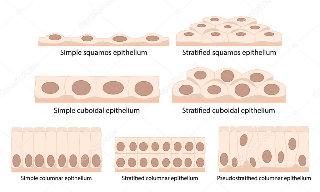 Cells of epithelial tissue: squamous (flattened and thin), cuboidal (boxy, as wide as it is tall), columnar (rectangular, taller than it is wide), pseudostratified.