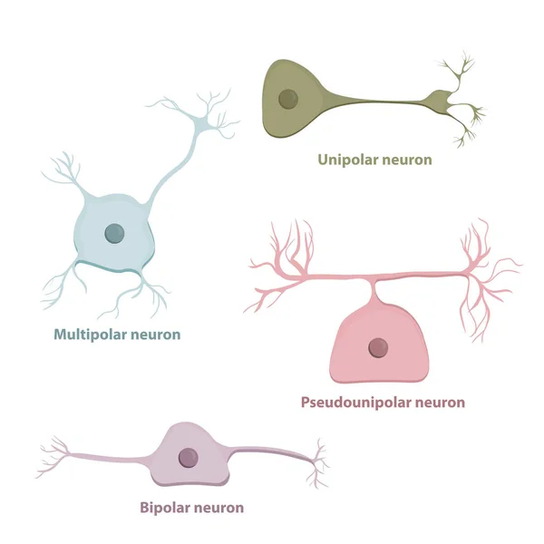 基本的なニューロンの種類 単極性 双極性 多極性 仮極性 軸索の数と配置に基づく神経細胞型 — ストックベクタ