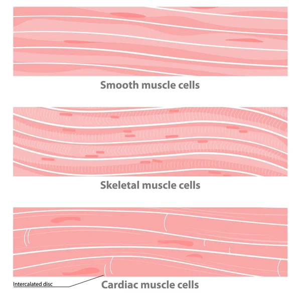 Tipi Struttura Del Tessuto Muscolare Cardiaco Liscio Scheletrico Cellule Muscolari — Vettoriale Stock
