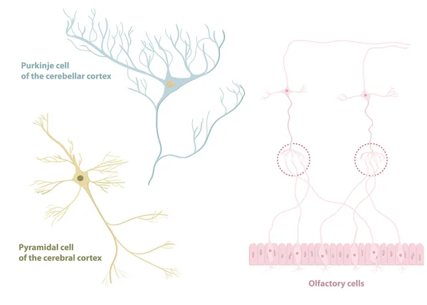 Tipi Neuroni Cellula Piramidale Della Corteccia Cerebrale Cellula Purkinje Della — Vettoriale Stock