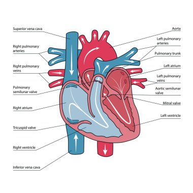 İnsan kalbinin anatomik şeması, kan akışı yönleri.