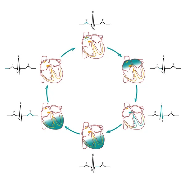 Esquema Conducción Cardíaca Rastreo Electrocardiográfico Correlacionado Con Ciclo Cardíaco — Archivo Imágenes Vectoriales