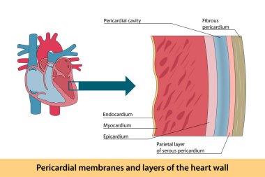 Pericardial membranes and layers of the heart wall clipart