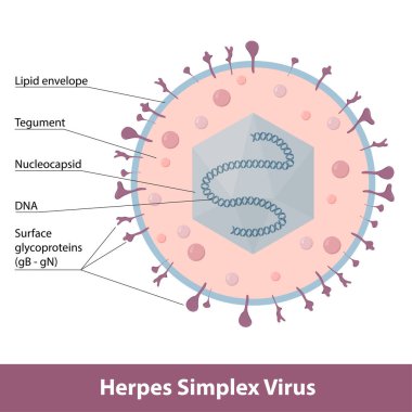 Herpes simplex virüsü. Virion 'un ayrıntılı şeması