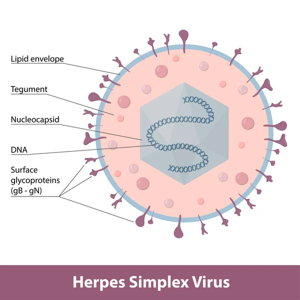 Herpes Simplex Virus Detailed Scheme Virion — Vector de stock