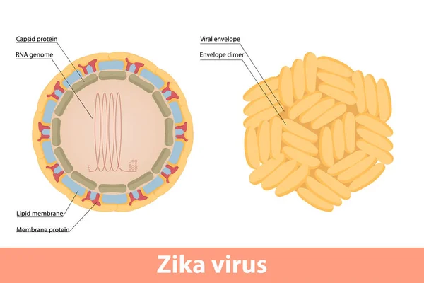 Zika Virus Detailed Virion Scheme — Vector de stock