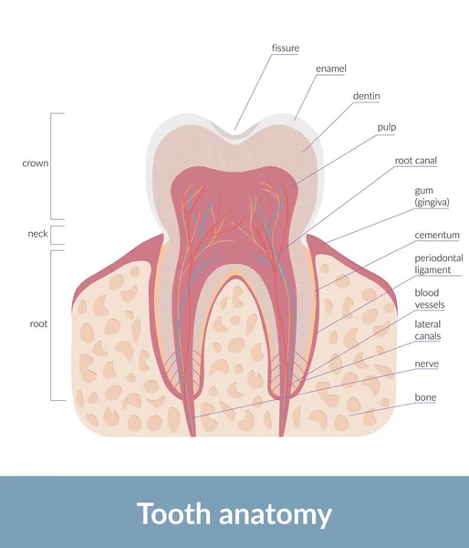 Zahnanatomie Detailliertes Schema Der Zahnstrukturen Einschließlich Schmelz Dentin Blutgefäße Und — Stockvektor