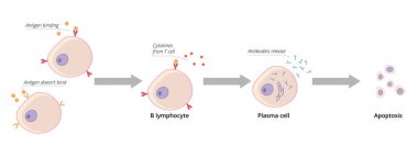 Detailed scheme of B cell activation. Mature B cell encounters antigen that binds to its B cell receptor and it becomes activated clipart