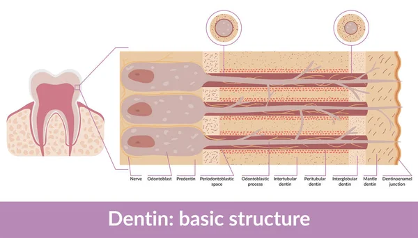 Detailed Scheme Human Tooth Dentin Structure Including Odontoblasts Predentin Mantle — Wektor stockowy