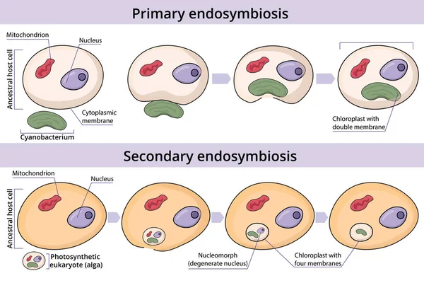 Proces Primární Sekundární Endosymbiózy Buňka Pohltí Absorbuje Prokaryotickou Buňku Sekundární — Stockový vektor