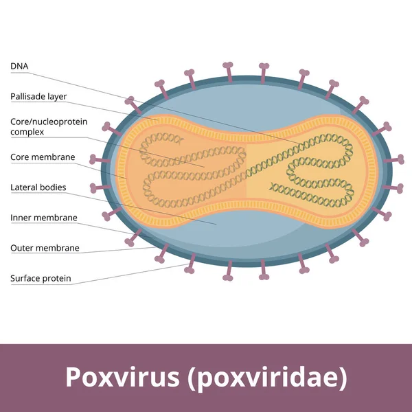 ポキウイルスだ ポキシヴィリダエの一般的なスキームは Dna 横体および表面タンパク質を含む — ストックベクタ