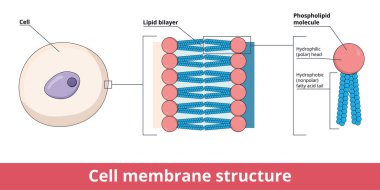Cell membrane structure, that is represented by lipid bilayer and its phosphatidylcholine (a phospholipid), that is composed of polar hydrophilic head and nonpolar hydrophobic tail. clipart
