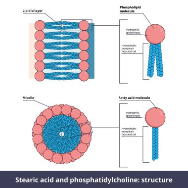 İki lipidin yapısı. Stearik asit (yağ asidi) ve fosfatidikolin (fosfolipid) kutup başları (hidrofilik) ve kutup dışı kuyruklar (hidrofobik olmayan kuyruklar) oluşturan kimyasal gruplardan oluşur.). 