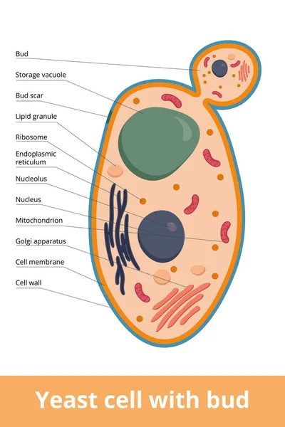 酵母细胞有芽和疤痕的详细方案 酵母细胞作为真菌细胞的基本表达 — 图库矢量图片