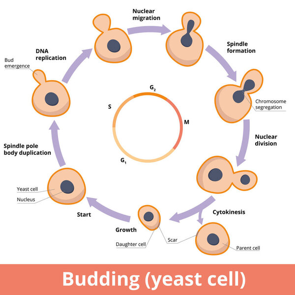 Detailed scheme of yeast budding, including chromosome segregation, nuclear division and cytokinesis
