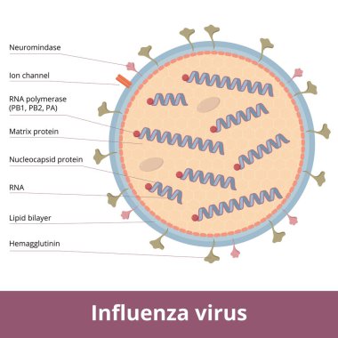 Grip virüsü: 8 RNA parçası, lipid bilayer, yüzey proteinleri (dikenler) ve iyon kanalı dahil olmak üzere ayrıntılı virion şeması.