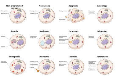 Hücre ölüm tipleri: ortak nekroz, otopsi, apoptozis ve spesifik entosis, paraptoz ve ferroptosis gibi hücre ölüm süreçleri arasındaki genel farklılıklar.