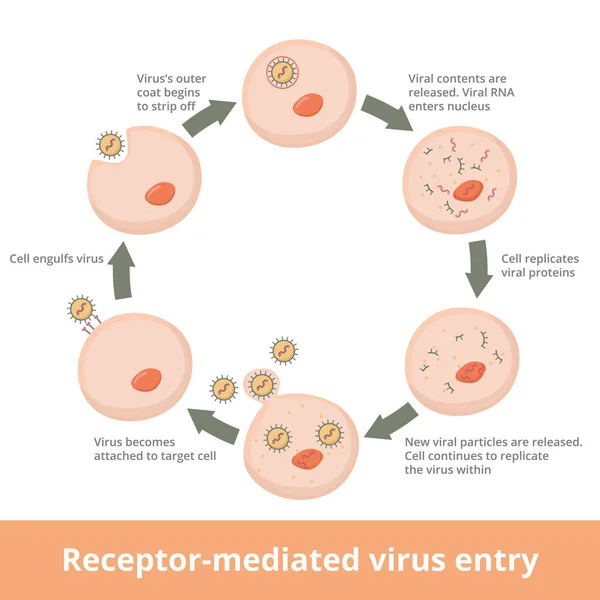 受容体媒介ウイルス融合の詳細なプロセス 宿主細胞へのレセプター媒介ウイルスの侵入 ウイルスが付着し 宿主細胞に飲み込まれ ウイルスの内容が放出され 複製が開始される — ストックベクタ