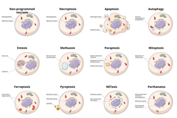 细胞死亡类型 细胞死亡过程之间的一般差异 包括共同坏死 凋亡和特定的内陷 旁垂和铁蛋白沉着 — 图库矢量图片