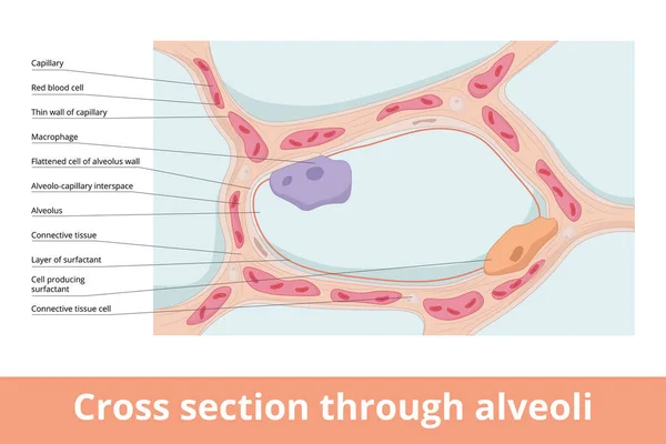 显示基本结构实体的横断面肺泡 毛细血管 巨噬细胞 肺泡和产生细胞的表面活性剂 — 图库矢量图片