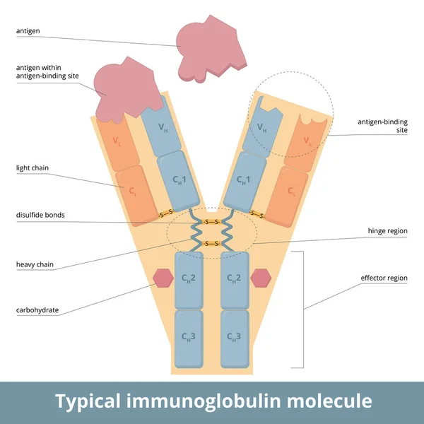 Egy Antitest Vagy Immunglobulin Molekula Négyláncú Szerkezete Alakú Molekula Úgynevezett — Stock Vector