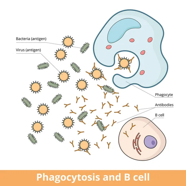 細菌やウイルス によって引き起こされる免疫応答中のB細胞とファゴサイト間の協力 B細胞は抗原を弱める抗体を産生し それらを排除する — ストックベクタ