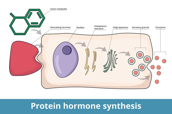 タンパク質ホルモン合成の過程 タンパク質ホルモン合成の過程 典型的な内分泌細胞 ホルモンや活性代謝物は受容体を刺激します プロホルモンは細胞を介して輸送され 活性ホルモンの形で分泌される — ストックベクタ