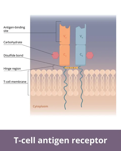 T細胞抗原受容体 典型的なT細胞抗原受容体の基本構造 T細胞受容体分子は細胞膜に埋め込まれ その一部は細胞の周囲に広がっている — ストックベクタ