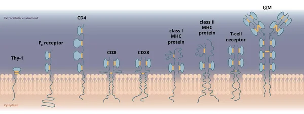 免疫グロブリンスーパーファミリーのタンパク質 他の細胞や異物を認識する能力に関与するタンパク質の回路図的表現 — ストックベクタ