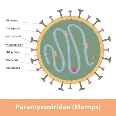 Paramyxoviridae (Kabakulak), çok çeşitli hastalıklara neden olan negatif algılı tek sarmal RNA virüsleridir. Virion füzyon ve matris proteini, RNA genomu, polimeraz ve HN-protein içerir..
