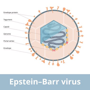 EpsteinBarr virus (EBV, Human gammaherpesvirus 4) known as the cause of infectious mononucleosis. Virion visualization includes genome, capsid, portal vertex and envelope protein. clipart