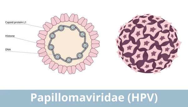 Papillomavirüsler Hpv Sarmalanmamış Ikosahedral Çift Sarmallı Dna Virüsleridir Papilloma Virion — Stok Vektör