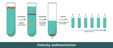 Hız tortumu. Analitik ultrasentrifüj yöntemi, merkezkaç kuvveti nedeniyle moleküllerin hareket hızını ölçer. Süreç aşamaları: parçalanma, kesirlendirme, koleksiyon.
