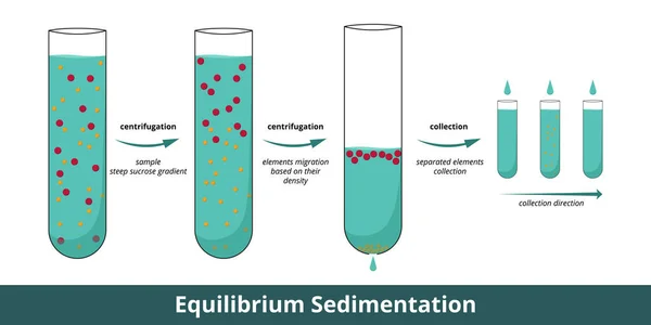 平衡沈殿物 遠心分離の2段階で超遠心分離を用いた細胞成分分離の段階 分離は 要素の浮力密度に基づいています — ストックベクタ