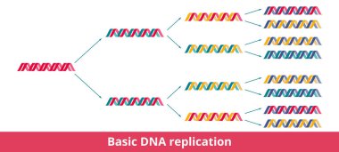 Temel DNA kopyası. Her kızın DNA 'sının çift sarmallı bir iplik ve yeni sentezlenmiş bir iplikten oluştuğu yarı muhafazakar DNA kopyasının canlandırılması..