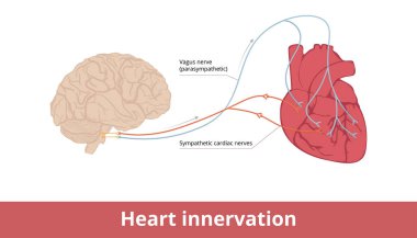 Kalp yetmezliği. Vagus sinirleri ve sempatik kalp sinirleri yoluyla kalp kasılmalarının temel şeması ve kalp atış hızı kontrol sistemi..