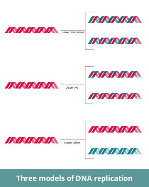 Üç DNA kopyalama modeli. Görselleştirilmiş DNA kopyalama modelleri: yarı muhafazakar, dağılmış, muhafazakar, üretilmiş kız iplikçiklerinin kombinasyonuna dayalı.