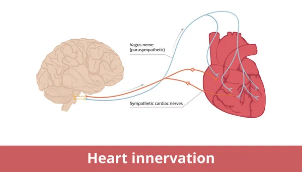 Innervazione Cardiaca Schema Base Della Contrazione Cardiaca Del Sistema Controllo — Vettoriale Stock
