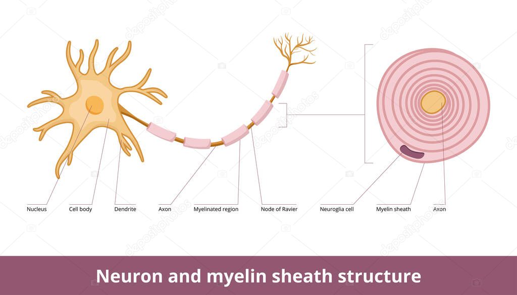 Neuron and myelin sheath structure. Visualization of neuron cell and myelin sheath structure including neuroglia cell and cross-section of the myelin sheath.