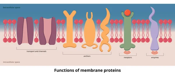 Functions Membrane Proteins Functions Protein Visualization Includes Transport Channels Receptors — Stock Vector