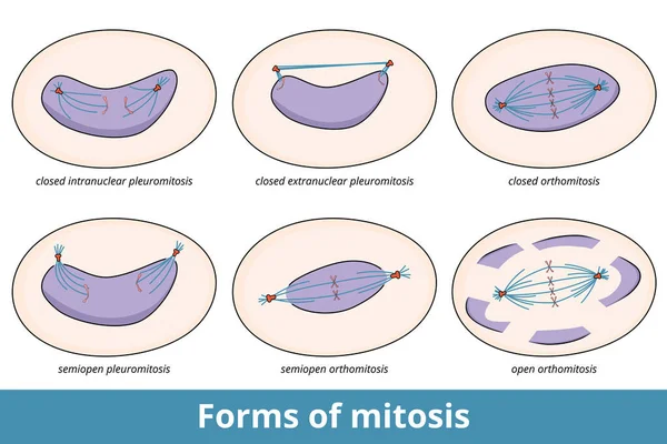 Formas Mitosis Formas Comunes Mitosis Basadas Estado Envoltura Nuclear Simetría — Vector de stock