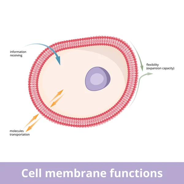細胞膜機能 プラズマ膜は 粒子や分子の情報 インパルス インポートとエクスポート などのいくつかの活動に関与し 細胞の拡大のための柔軟性を提供します — ストックベクタ
