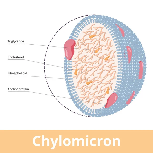 Chylomikron Wizualizacja Ultraniskiej Gęstości Lipoprotein Uldl Obejmuje Trójglicerydy Fosfolipidy Cholesterol — Wektor stockowy